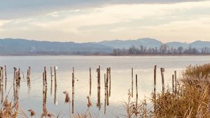 Ammersee im Herbst mit Gräsern