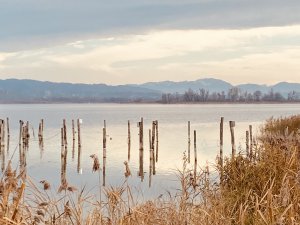 Ammersee im Herbst mit Gräsern